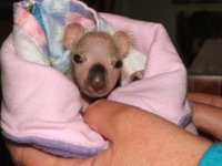 Baby Koala #2.jpg