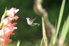 Female Ruby-throated Hummingbird.jpg