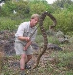 Rattlesnake in Texas.gif