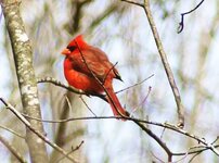 Male Cardinal.jpg