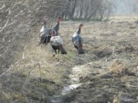 turkeys in the field  4-10-11 (3).jpg