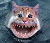 Catfish-pictures-3.jpg