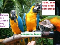 parrots.JPG