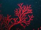 red coral.jpg