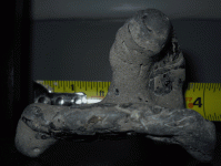 beach-find-with-fossil-embe.gif