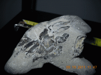 beach-find-with-fossil-em1.gif