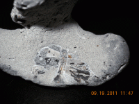 beach-find-with-fossil-em2.gif