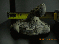 beach-find-with-fossil-em3.gif