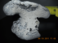 beach-find-with-fossil-em4.gif