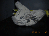 beach-find-with-fossil-em7.gif