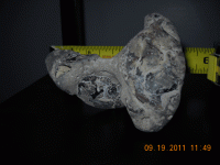 beach-find-with-fossil-em8.gif