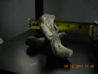 beach-find-with-fossil-em9.gif