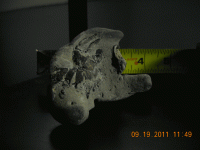 beach-find-with-fossil-e10.gif