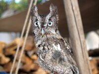 screech owl 1.JPG