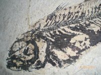 fossils 005.JPG