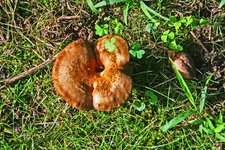 mushroom #1 700.jpg