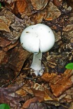 mushroom # 6  700.jpg
