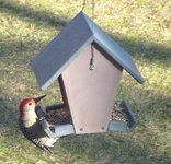 redbellied woodpecker.jpg