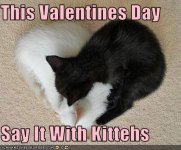 funny-pictures-kittens-sleep-in-heart-shape.jpg