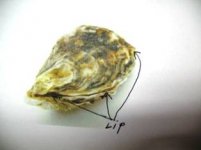 oyster2.jpg