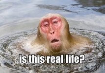437120-20japanese_macaque20lolwut20macaque20monkey20reaction_image.jpg
