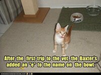funny-cat-pictures-after-the-first-trip-to-the-vet-the-baxters-added-an-e-to-the-name-on-the-b...jpg