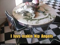 funny-cat-pictures-i-luvs-makin-nip-angels.jpg