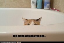 funny-cat-pictures-tub-kitteh1.jpg