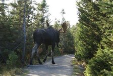 Moose2.jpg