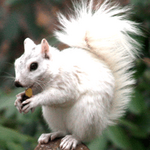 white-squirrel-in-Brevard-and-Transylvania-County.png