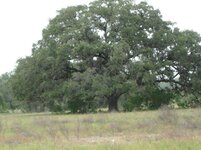 20. giant oak trees in the area.jpg