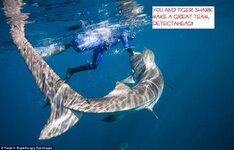 swiming-Tiger-Sharks-4.jpg