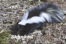 skunk-211-full.jpg