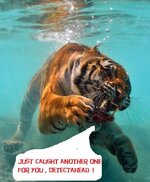 tiger-swimming-underwater-7611-1237217067-43.jpg