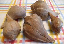 Pear Whelk Shells.JPG