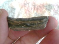 equus horse tooth frag (3).JPG