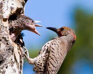 woodpecker-2-jpg.jpg