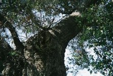 tree1.JPG