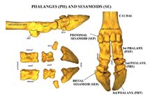 Phalanges ( PH ) and Sesmoid ( SE ) Bison.JPG