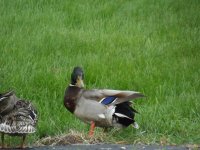 Mallard couple posing for me after climbing out of ditch.JPG