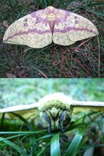 Imperial Moth.jpg