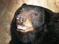 Black Bear 2.jpg