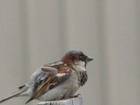sparrow 007.JPG
