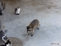 1374508106_roccoon_steals_cats_food.gif