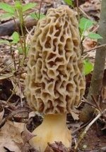 Morel Mushroom.jpg