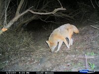 coyote 4.JPG