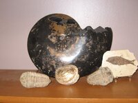 Some Fossils0001.jpg