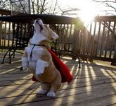s-Super-PUP-To-The-Rescue.jpeg