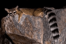 ringtail.png