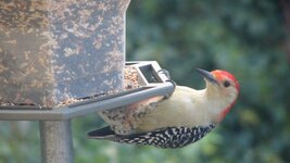 red-bellied woodpecker 02.JPG